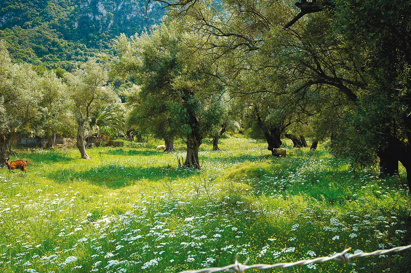 Traditional Food tour & Olive oil tasting in Kalamata