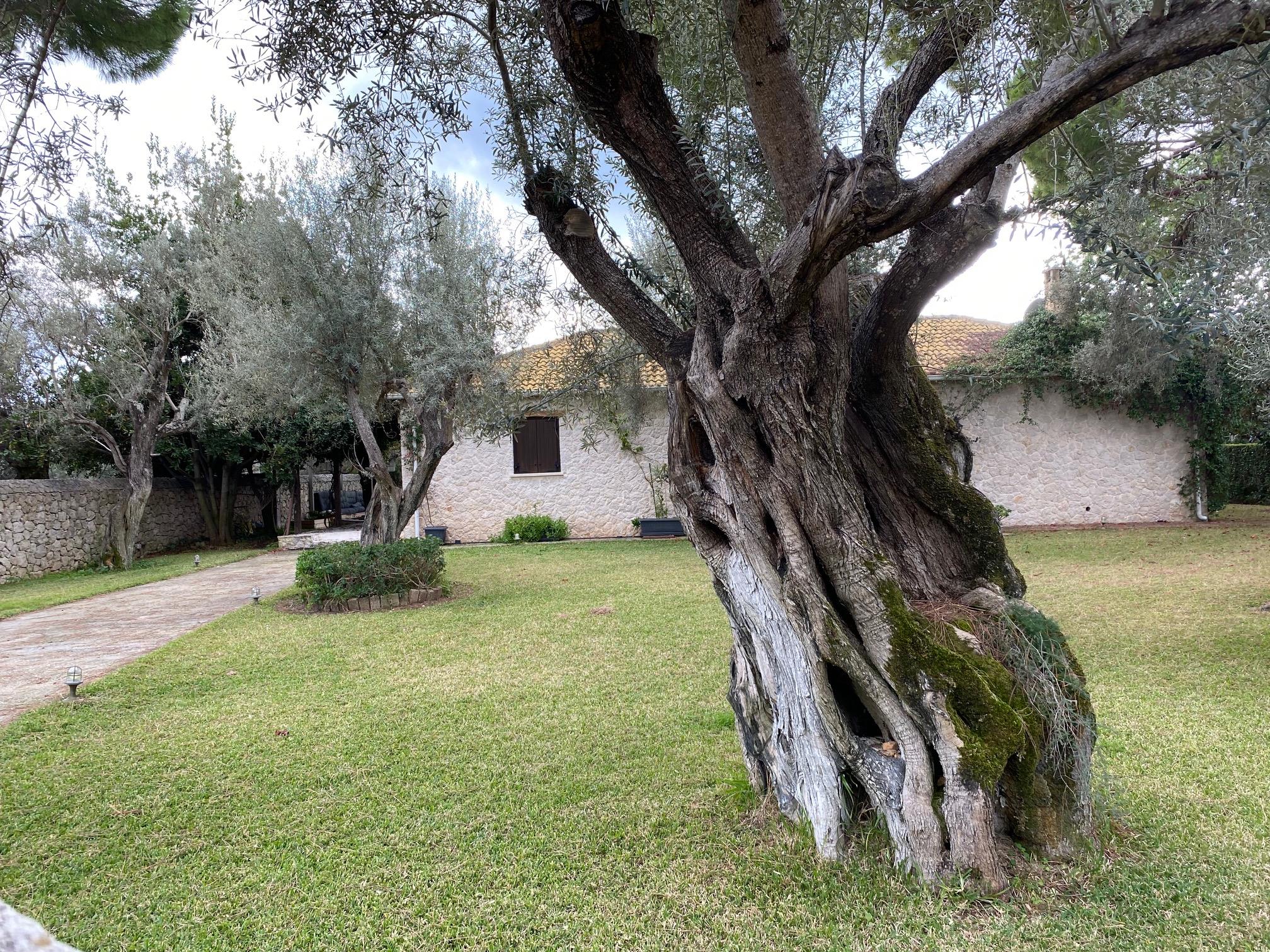 Traditional Food tour & Olive oil tasting in Kalamata