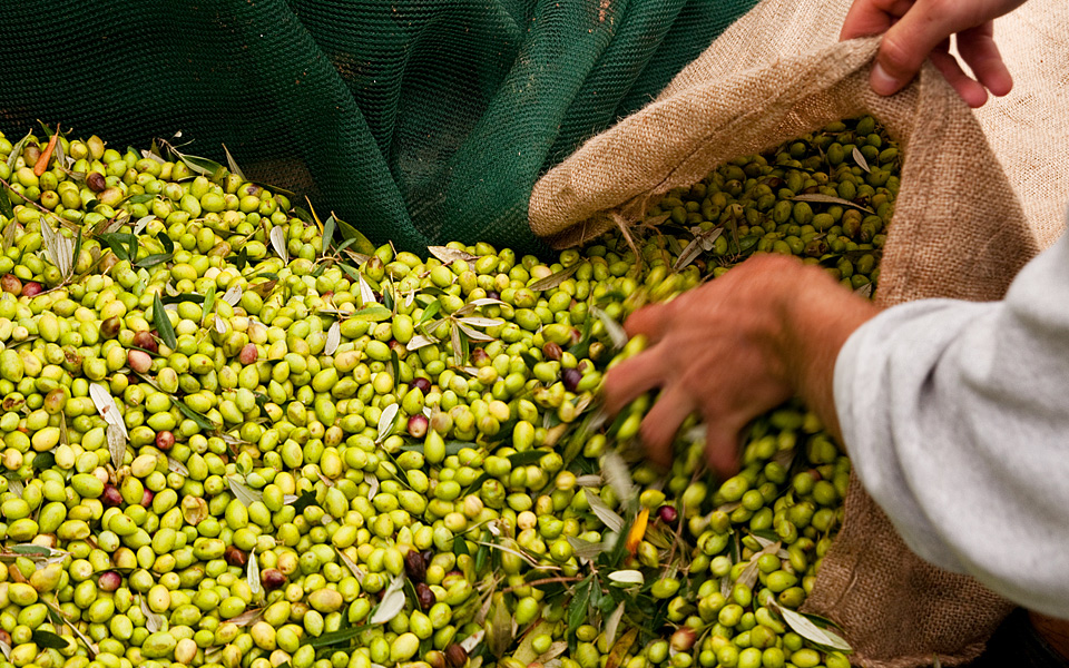 Traditional Food tour & Olive oil tasting in Kalamata